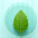 Icône feuille verte sur fond bleu clair